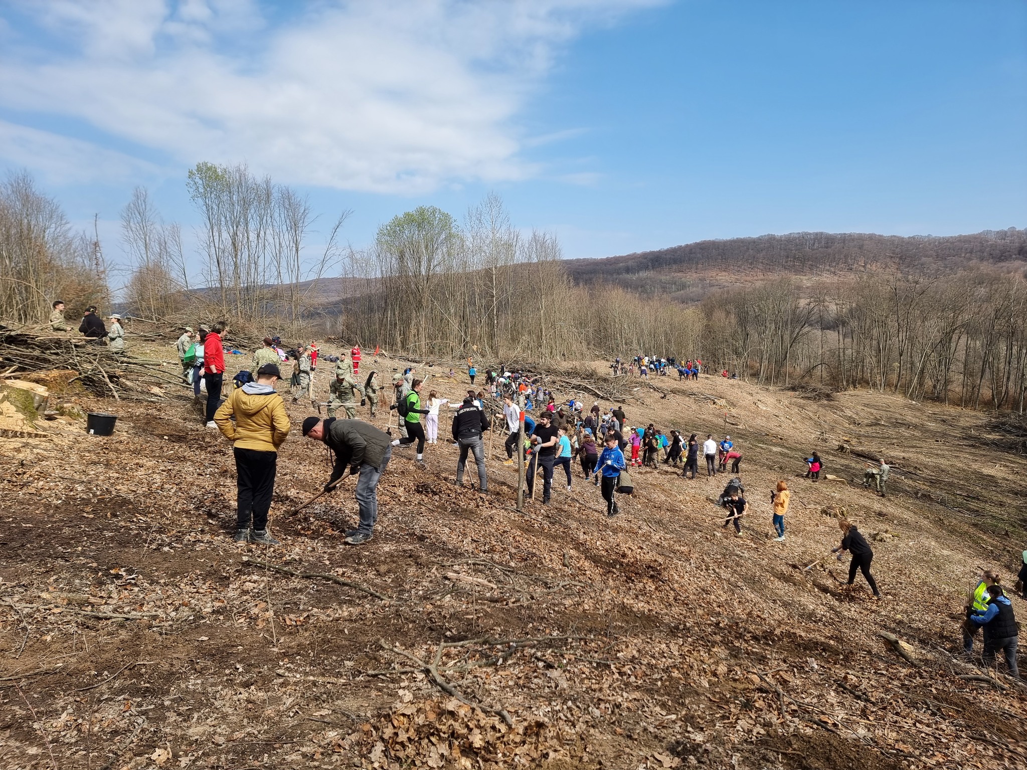 Plantare Hosman Preview 3